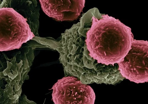 Immunology and oncology