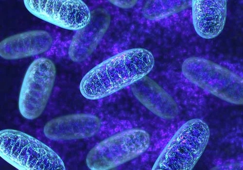 Mitochondria dynamics and cell metabolism