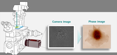 Quantitative Phase Imaging for Cytology-Measurement setup