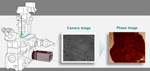 Quantitative Phase Imaging for Histology-Measurement setup