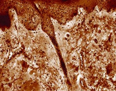 Quantitative Phase Imaging for Histology