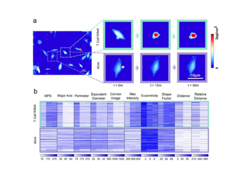 Rapid, label-free classification of tumor-reactive T cell killing with quantitative phase microscopy and machine learning