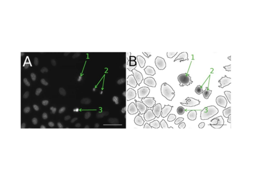 Determination of miotic phase of cells using Phasics QPI camera