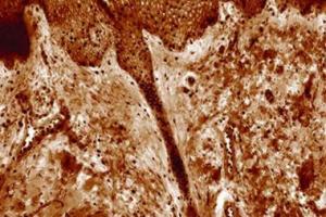 Quantitative Phase Imaging for Histology